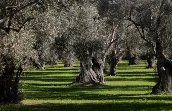 Μαθητές στα Γιαννιτσά μετατρέπουν πάρκο της πόλης σε ελαιώνα