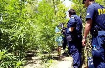 χασισοφυτεία στη Λάρισα