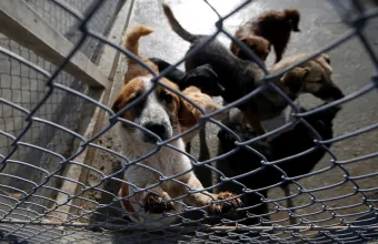 Μειώθηκε κατά 5 εκατ. ο προϋπολογισμός του Φιλόδημου για τα Αδέσποτα