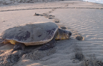 Caretta - caretta