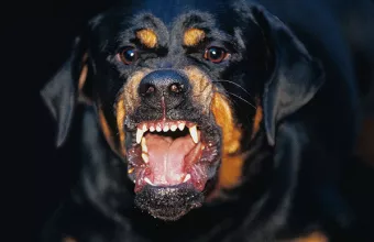 Rottweiler 