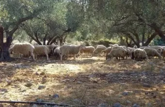 πρόβατα