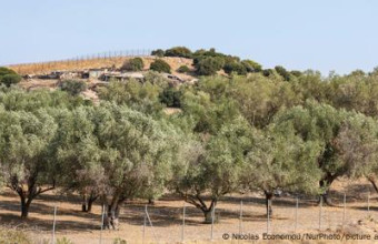 Θα μειωθεί η τιμή του ελαιόλαδου;