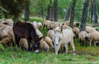 Όταν τα γαϊδούρια γίνονται… τσοπάνηδες