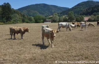 Ξηρασία στη γεωργία