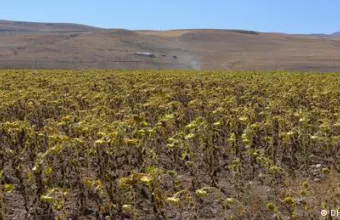 Ξηραμένη τουρκική καλλιέργεια