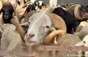 Καραντίνα ζώων Κύπρου