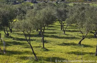Ελληνικός ελαιώνας