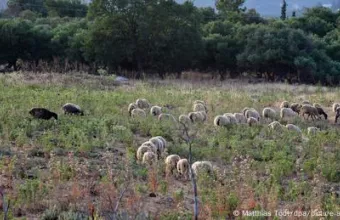 Έλεγχος αγροτικών ενισχύσεων