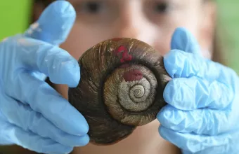 ένα μεγάλο σαλιγγάρι