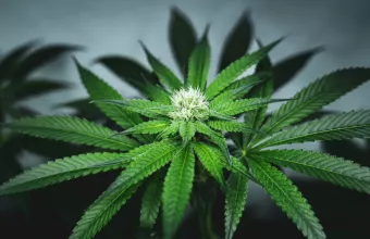 φυτεία δενδρυλλίων κάνναβης