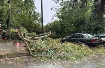 Πεσμένο δέντρο Λαμία