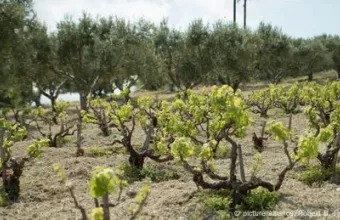 ΟΠΕΚΕΠΕ: Διαφάνεια στους δικαιούχους αγροτικών επιδοτήσεων Έλεγχος ΟΠΕΚΕΠΕ αγροτών