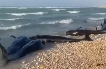 Δελφίνια