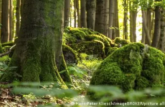 Δάσος με βρύα