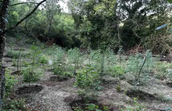 Φυτεία με περισσότερα από 2.000 δενδρύλλια κάνναβης εντοπίστηκε σε δύσβατη δασική περιοχή στη Φθιώτιδα