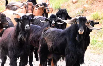 κτηνοτροφία