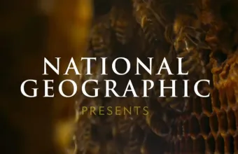 Το τρέιλερ της σειράς «Secrets of the Bees» του National Geographic
