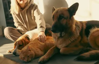 Η άνοδος του pet sitting στην Ελλάδα - Πόσο κοστίζει η φιλοξενία