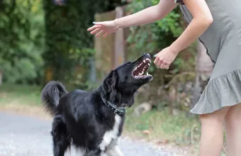 Δάγκωμα σκύλου