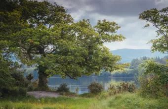 Γαλλία: Κόπηκε βελανιδιά 340 ετών από την εποχή του Λουδοβίκου ΙΔ΄