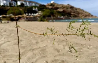 Σύρος