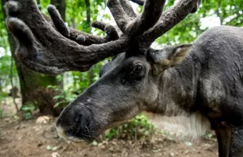 Φινλανδία: Θάνατοι ταράνδων από κύμα ζέστης