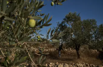 Κλιμακώνεται η βία στη Δυτική Όχθη - Έποικοι κατέλαβαν παλαιστινιακούς ελαιώνες με τη συνδρομή στρατιωτών