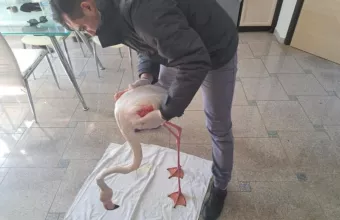 φλανινγκο