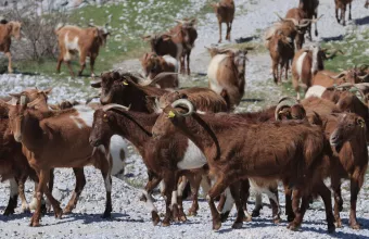 Αιγοπρόβατα