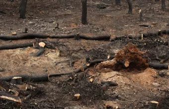 Φωτιά στη Σταμάτα: Συνελήφθη άνδρας για εμπρησμό από αμέλεια 