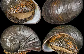 Το σαλιγκάρι με τη… «σιδερένια πανοπλία» 