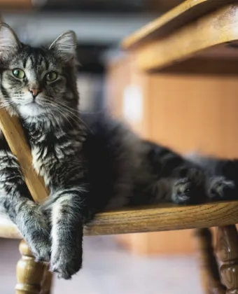 Γάτες συνήθειες σημασία