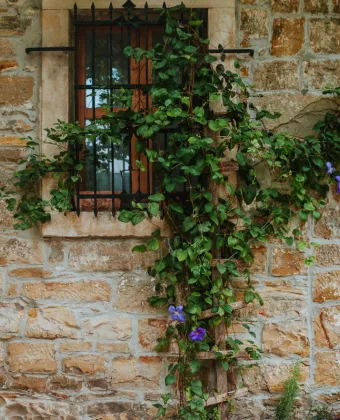 Φυτό για ιδιωτικότητα στο μπαλκόνι 