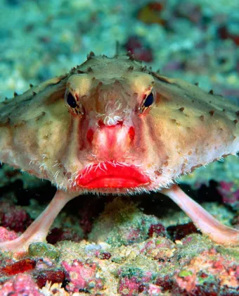 Red-lipped batfish: Το παράξενο ψάρι με τα κόκκινα χείλη 