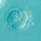 metropolitan embryo