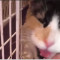 Καμίνια: Έκλεισαν γάτα σε τσουβάλι και την παράτησαν στον δρόμο