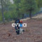 Εύβοια: Πυροσβέστης έσωσε σκυλί από το φλεγόμενο δάσος του Πισσώνα