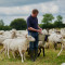 προβατα κτηνοτροφος
