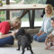 Pet Stories