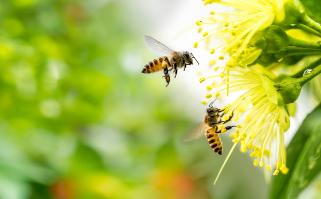  Έκθεση για τον συναρπαστικό κόσμο των μελισσών στο Λίβερπουλ