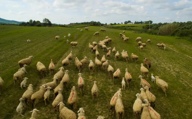 Στις 481.359 οι θανατώσεις αιγοπροβάτων λόγω της ευλογιάς – 10 νέα κρούσματα σε 4 Περιφερειακές Ενότητες