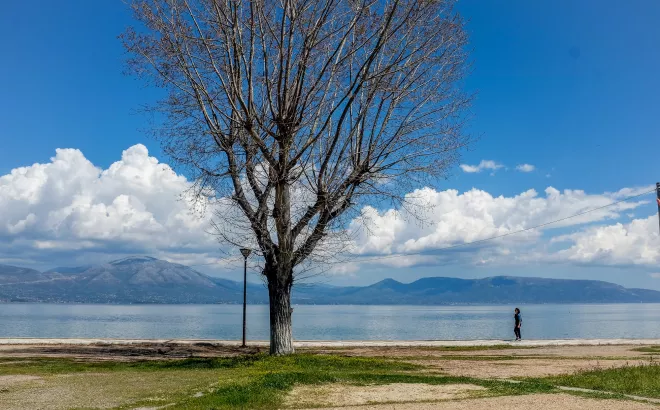 Δέντρο στη θάλασσα