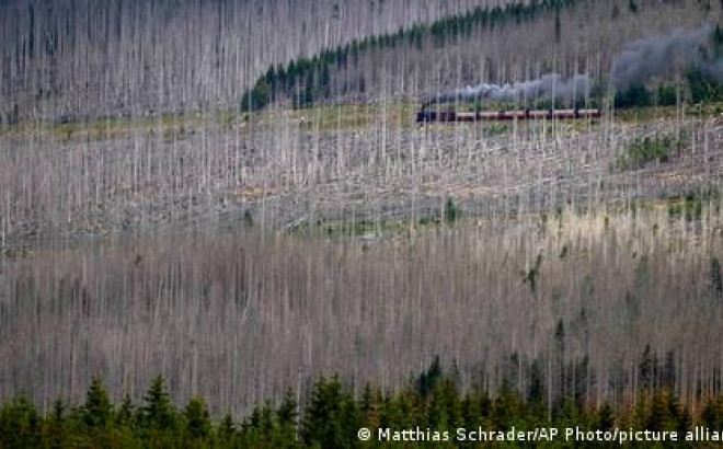 Γερμανία: Τα δάση πεθαίνουν «σιωπηλά»