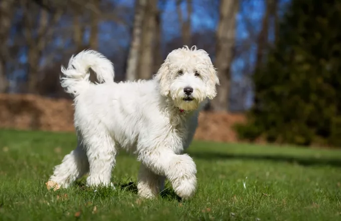 Labradoodle: Μια όμορφη αλλά «προβληματική» ράτσα
