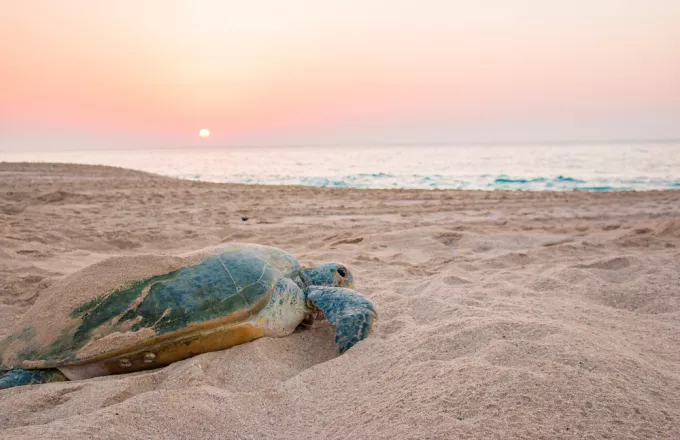 Ξάνθη: Νεκρή καρέτα – καρέτα εντοπίστηκε στην παραλία των Αβδήρων
