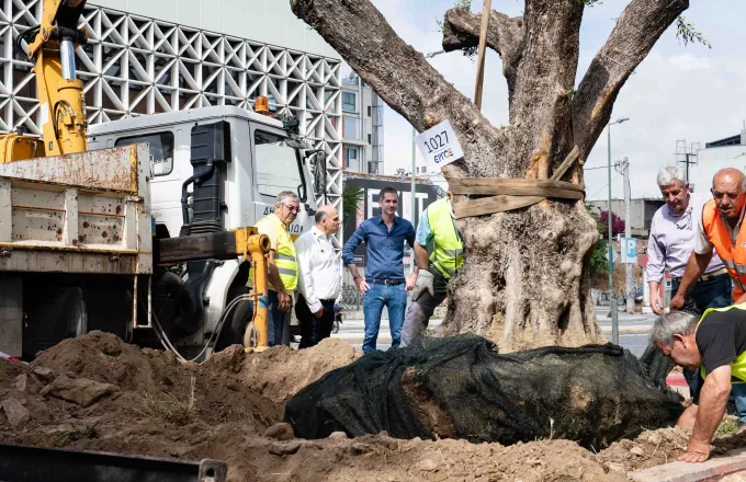 Αιωνόβιες ελιές στην Ιερά οδό για την Παγκόσμια Ημέρα Περιβάλλοντος από τον Δήμο Αθηναίων (ΦΩΤΟ)