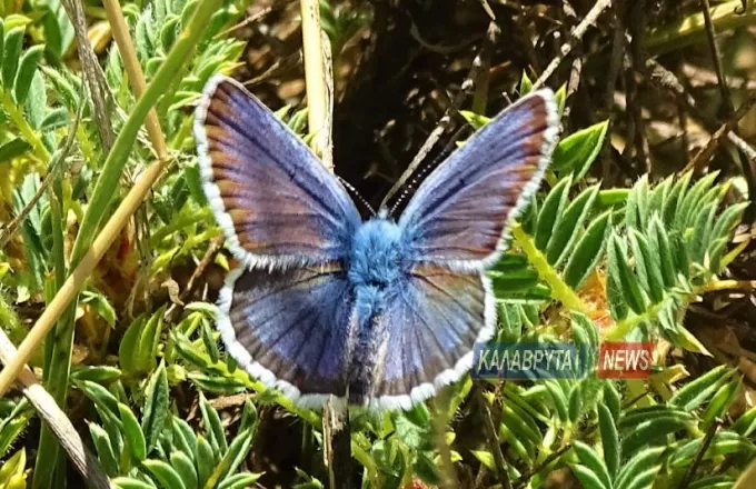 Έκανε και φέτος την εμφάνισή της η σπάνια μπλε πεταλούδα του Χελμού (Photos)