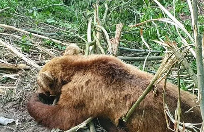 Καστοριά: Αίσιο τέλος για μικρό αρκουδάκι που εγκλωβίστηκε σε συρματόπλεγμα