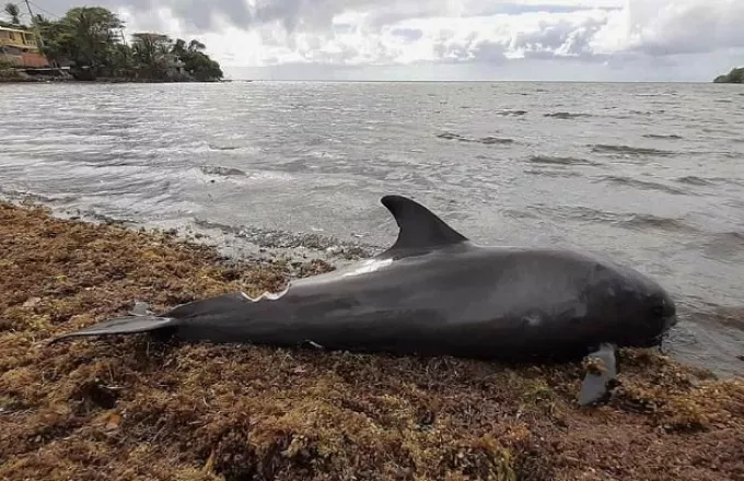 Τουλάχιστον 65 μαυροδέλφινα νεκρά αφού εξόκειλαν στην ακτή νησιού της Σκωτίας